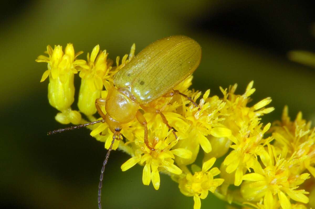 Image of Cteniopus sulphureus