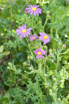 Imagem de Senecio elegans L.