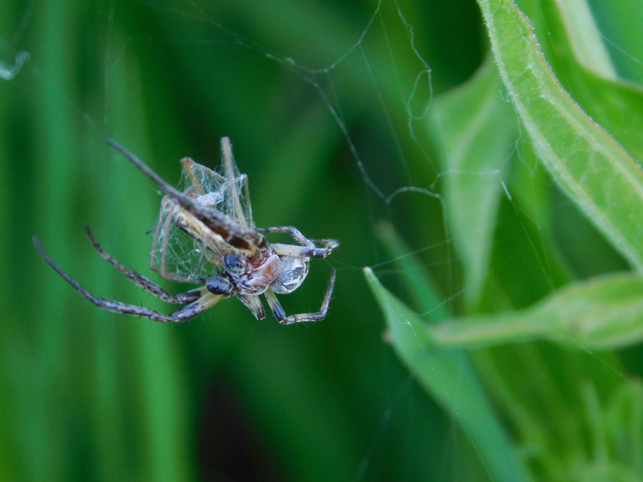 Imagem de Larinioides suspicax (O. Pickard-Cambridge 1876)