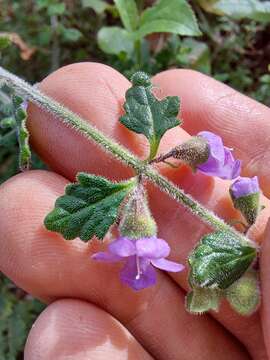 Image of Prostanthera incana A. Cunn. ex Benth.