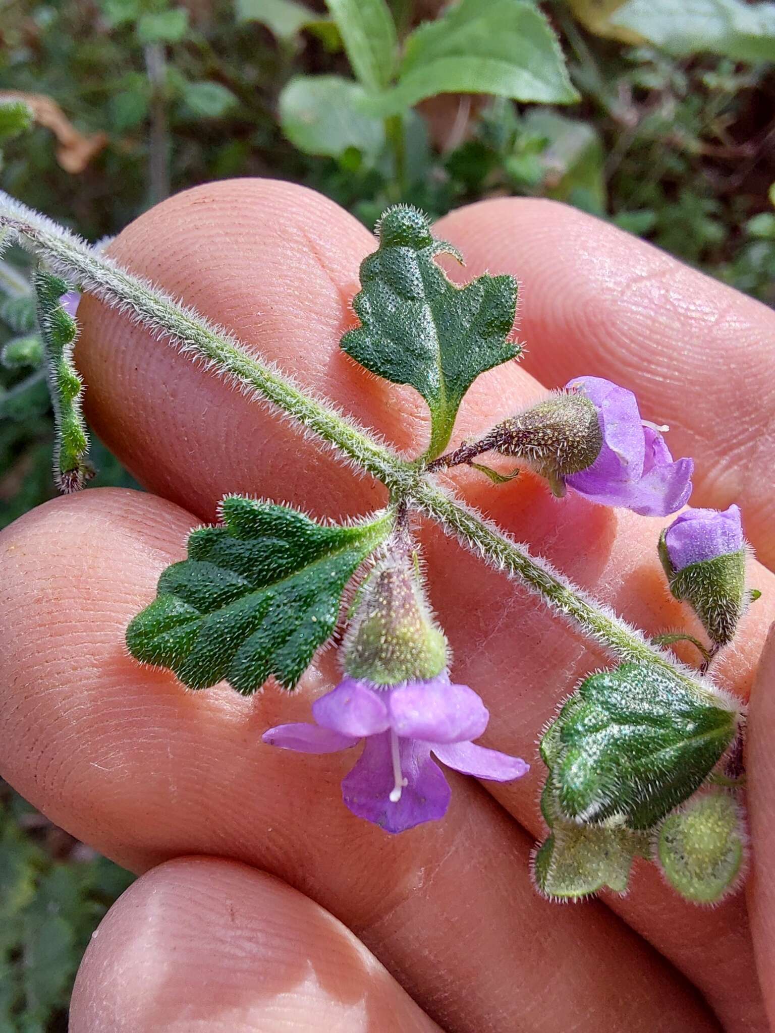 Image of Prostanthera incana A. Cunn. ex Benth.