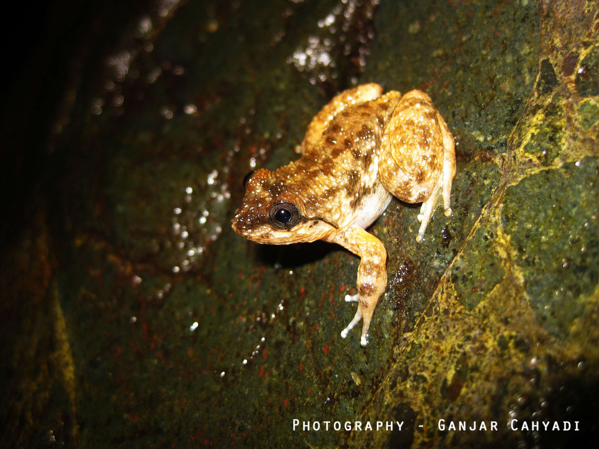 Image of Broad-headed Frog