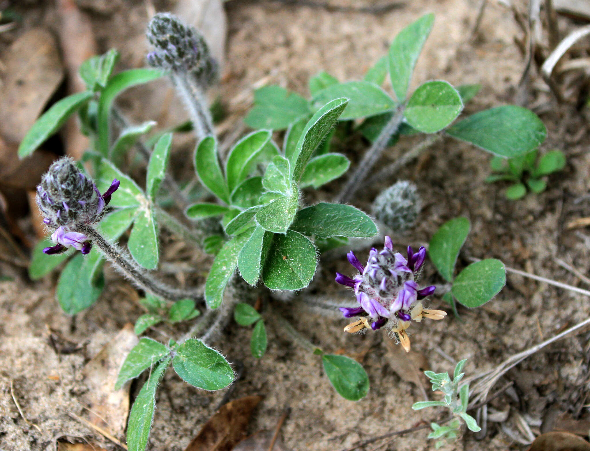 Image of subterranean Indian breadroot