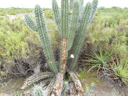 Image of Toothpick Cactus