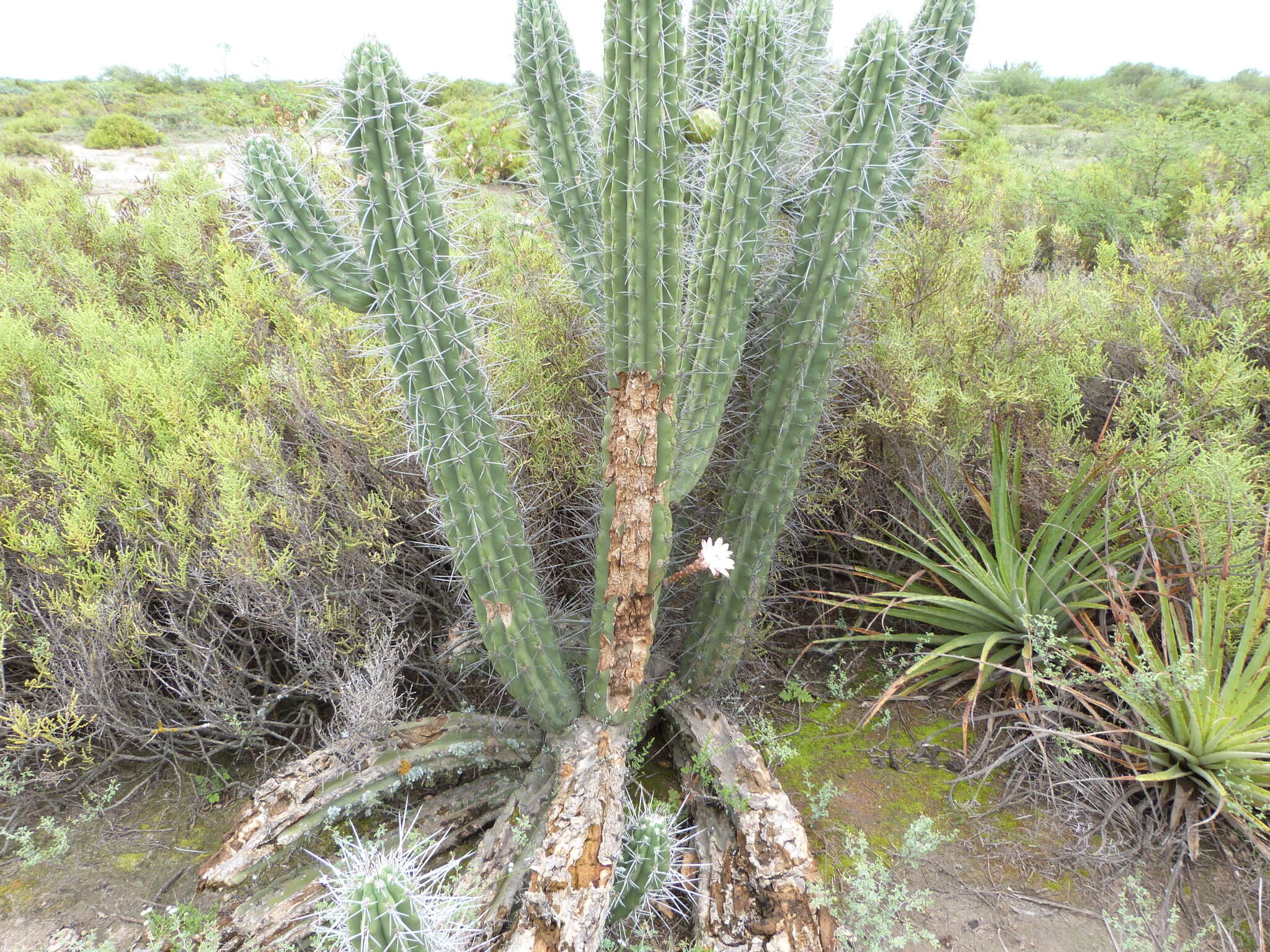 Image of Toothpick Cactus