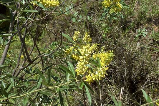 صورة Crotalaria uncinella Lam.