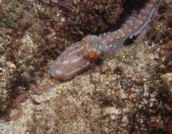 Image of night octopus