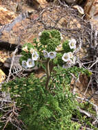 Image of Lyon's phacelia