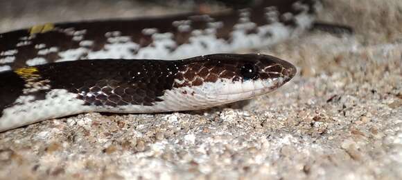 Image of Barred Wolf Snake