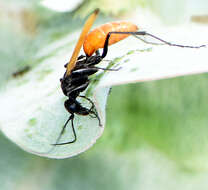 Image of Ageniella reynoldsi (Banks 1933)