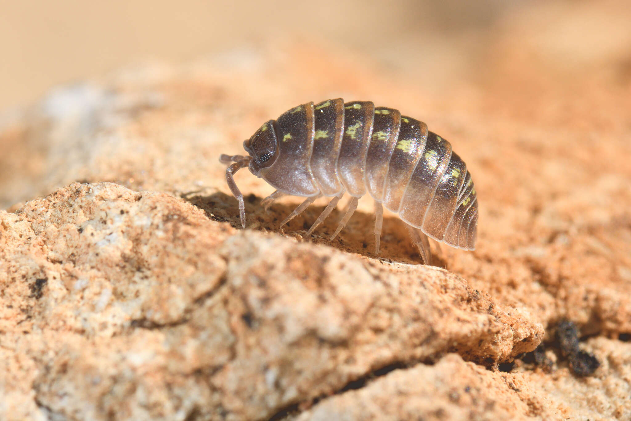 Image of Southern Pill Woodlouse