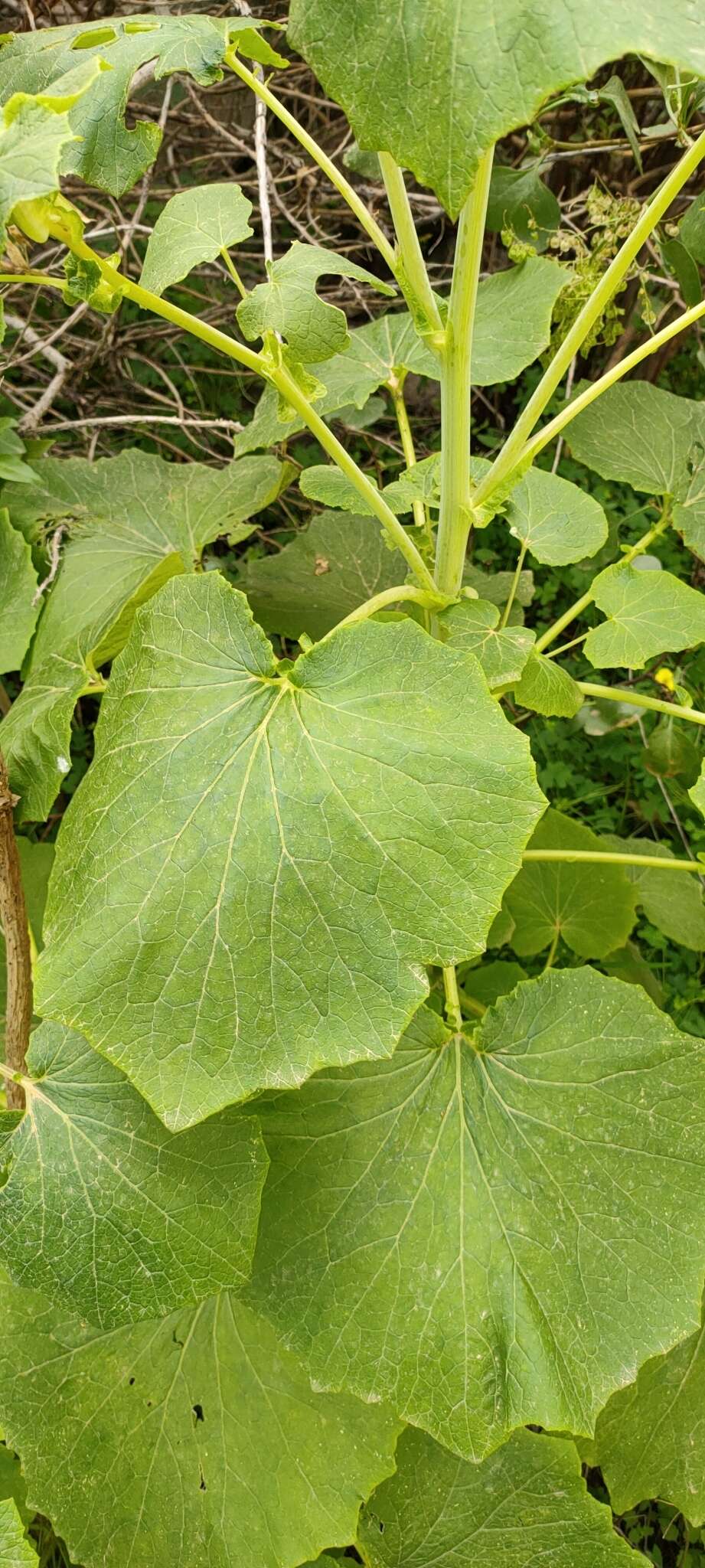 Image of Pericallis webbii (Sch. Bip.) C. Bolle