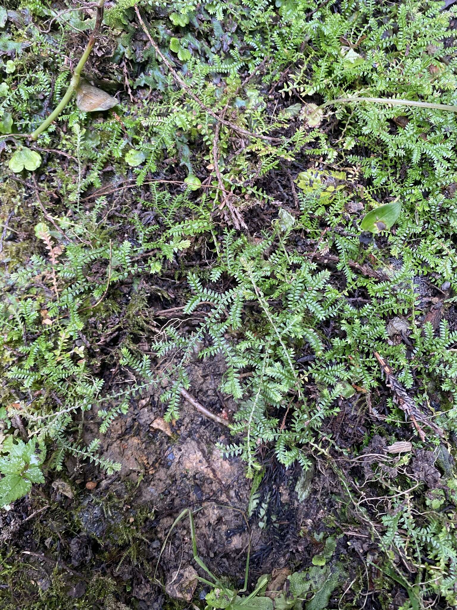 Image of Selaginella remotifolia Spring