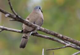 Image of Black-billed Dove