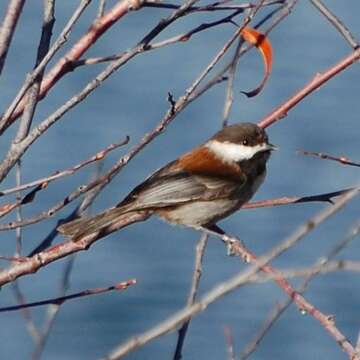 Image of Chestnut-backed Chickadee