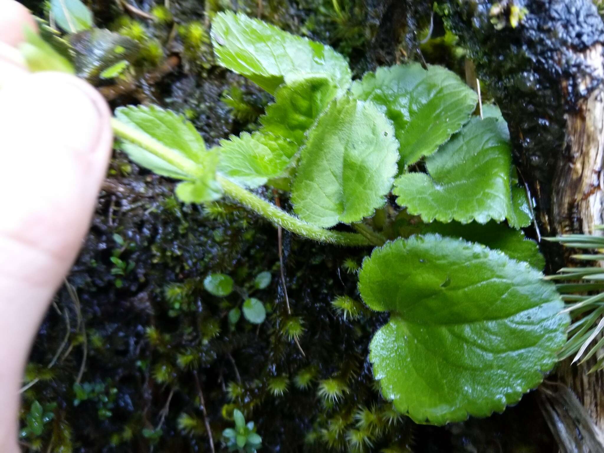 Imagem de Ourisia macrophylla subsp. lactea (L. B. Moore) Meudt