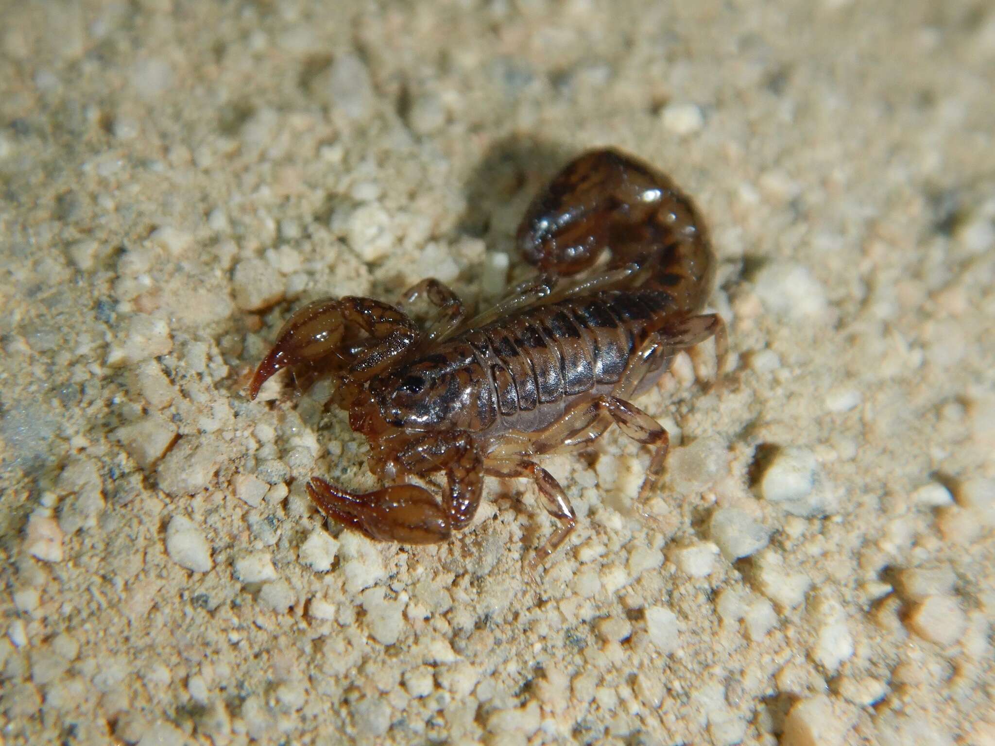 Image of Superstitioniidae