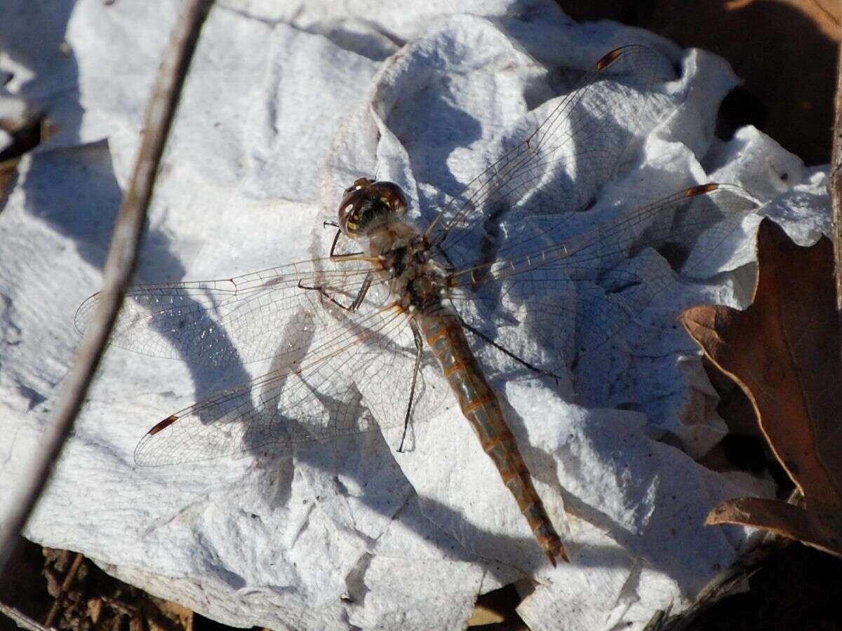 Image of Variegated Meadowhawk