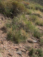 Image of Arizona cottontop