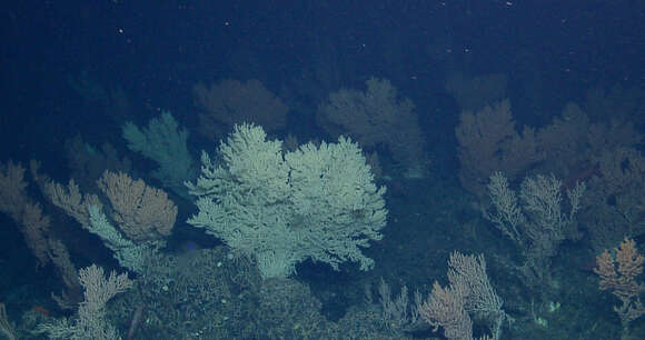 Image of Pacific red tree coral