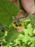 Image of Peruvian groundcherry