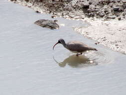 Image of ibisbills