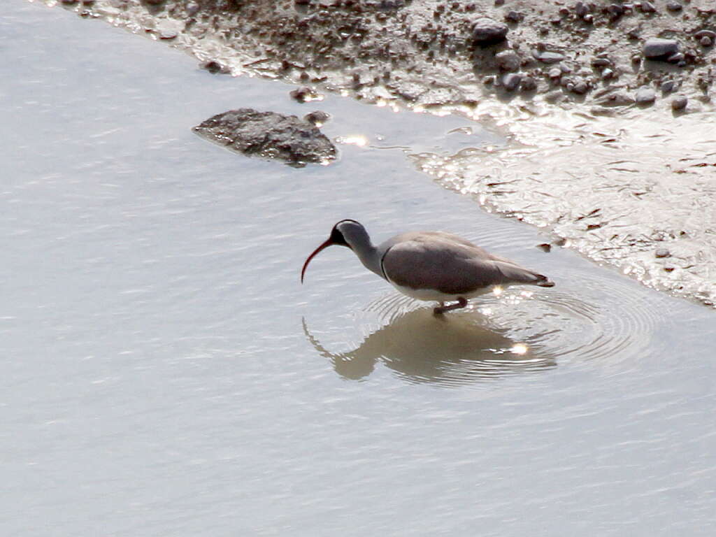 Image of Ibidorhynchidae