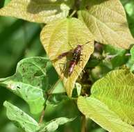 Image of Polistes veracrucis Richards 1978