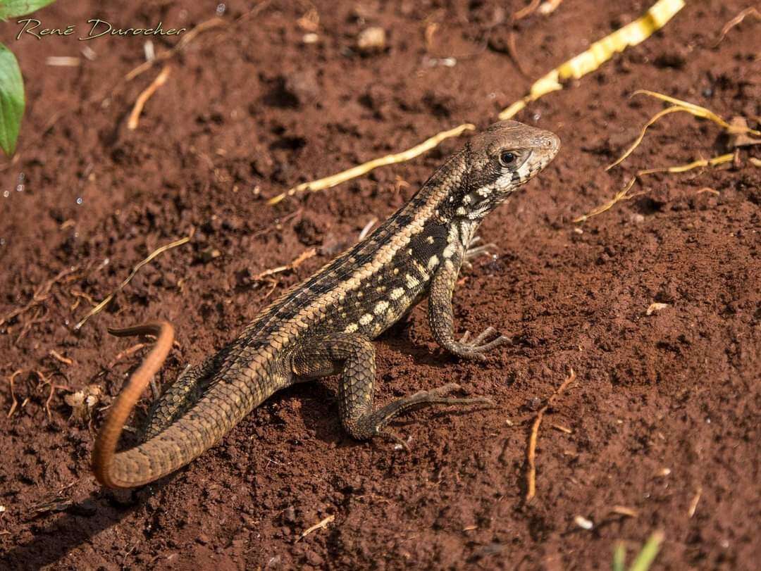 Imagem de Leiocephalus melanochlorus Cope 1863