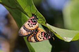 Image of Acraea zetes Linnaeus 1758