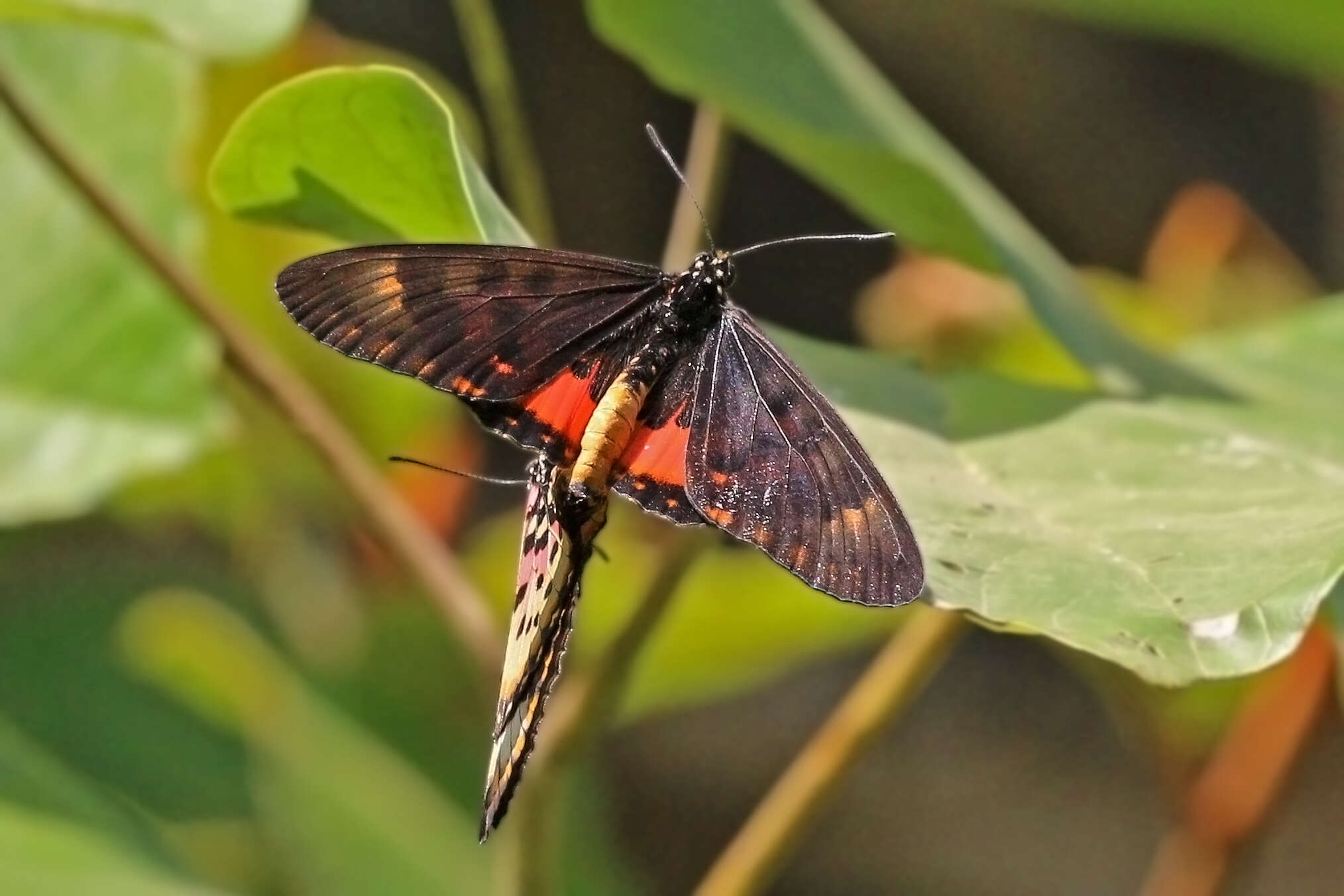 Image of Acraea zetes Linnaeus 1758