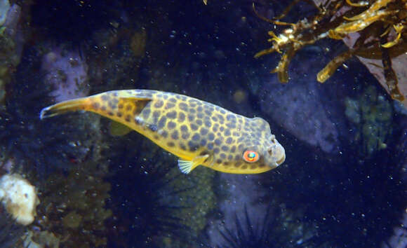 Image of Panther Puffer