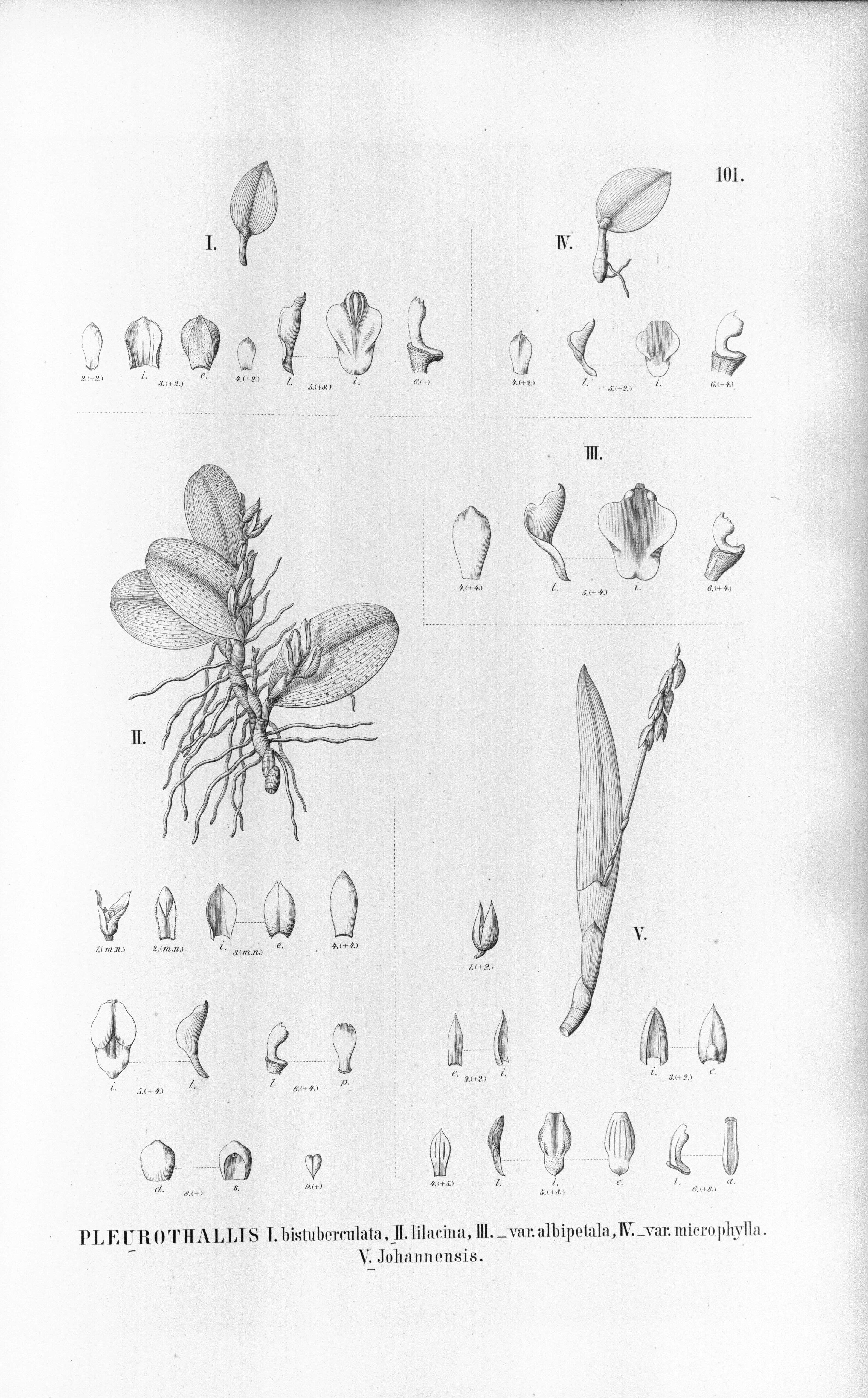 Image of Acianthera recurva (Lindl.) Pridgeon & M. W. Chase