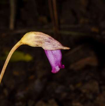 Image of Aeginetia indica L.