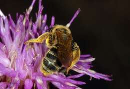 Image of Halictus sexcinctus (Fabricius 1775)