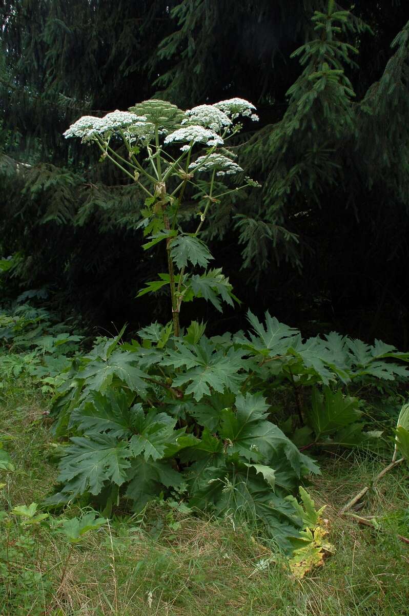 Image of Mantegazzi's Cow-Parsnip