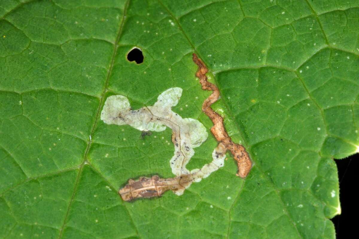 Image of Mantegazzi's Cow-Parsnip