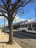 Image of Bradford Pear