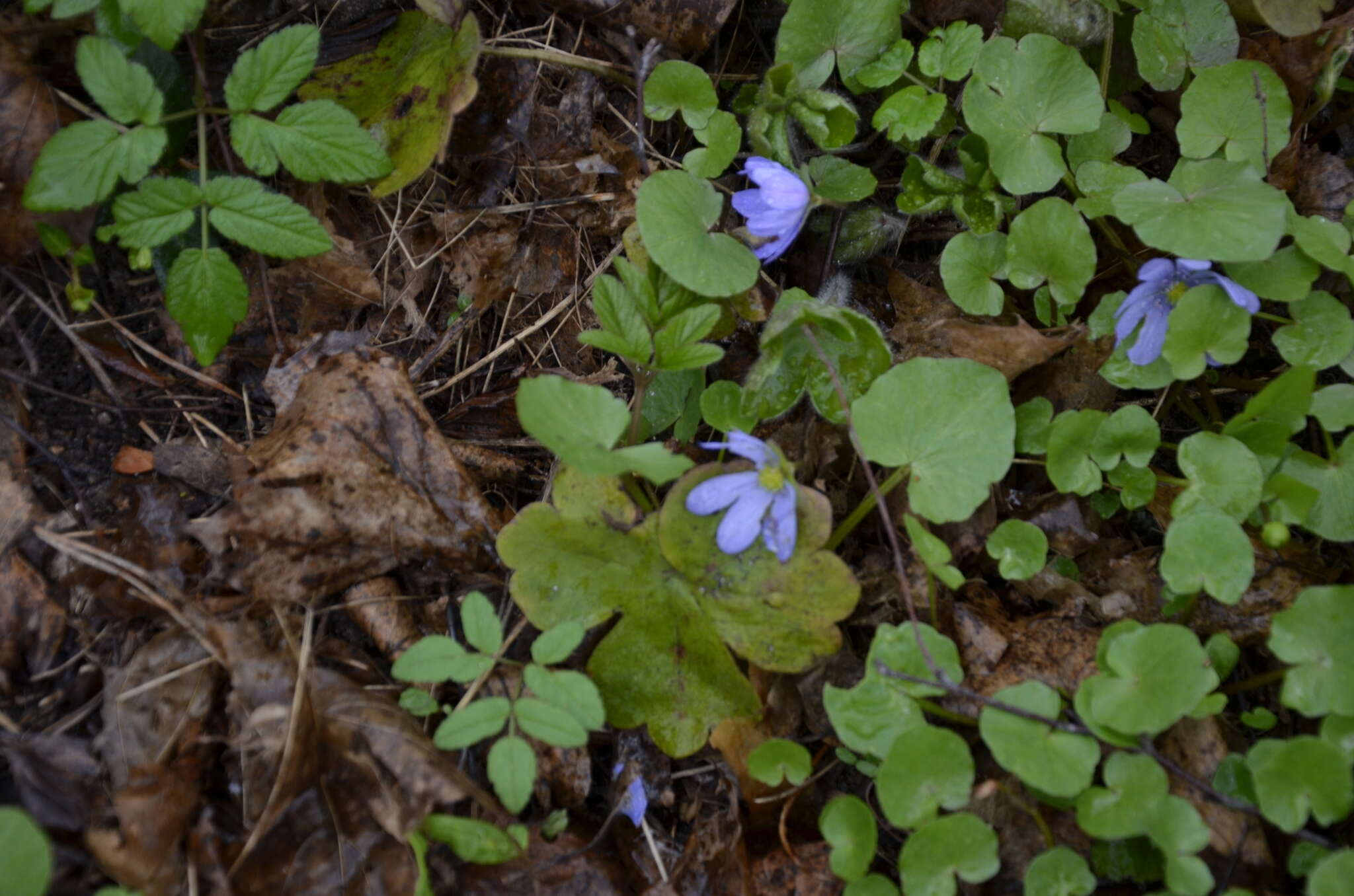 Plancia ëd Hepatica transsilvanica Fuss