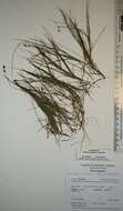 Image of Threadleaf-pondweed