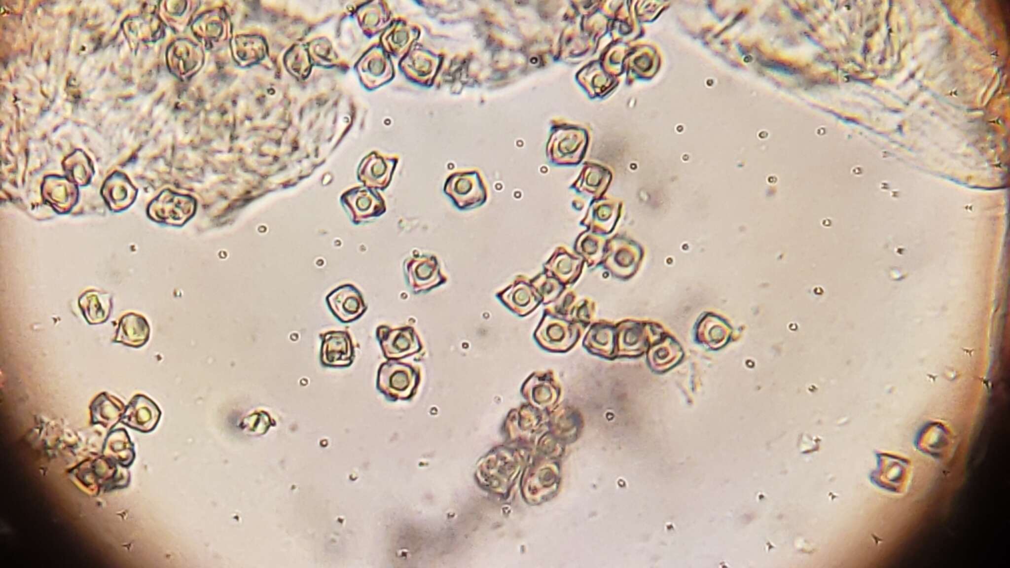 Image of Entoloma cuboideum Hesler 1967