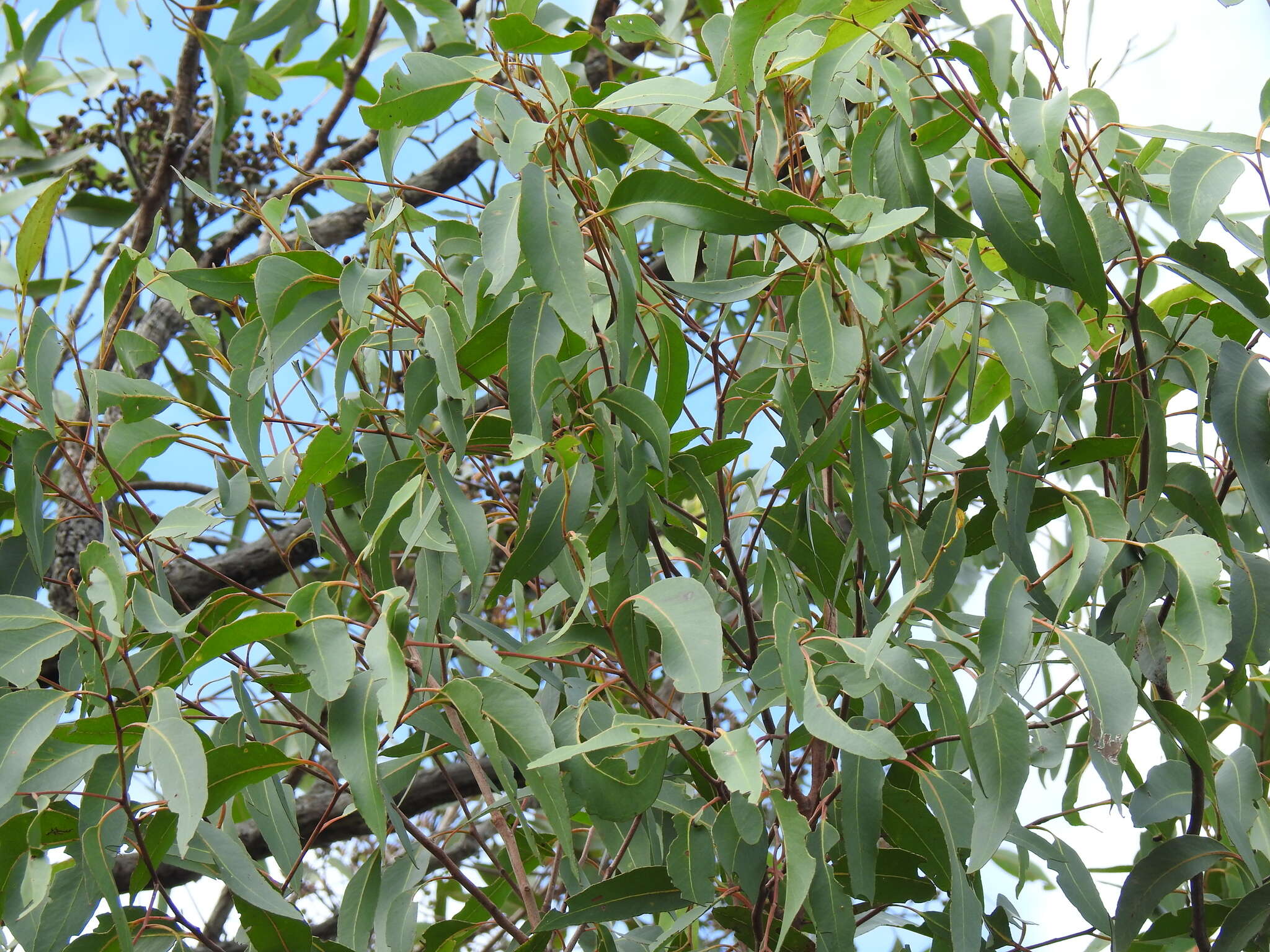 Imagem de Eucalyptus acmenoides Schauer