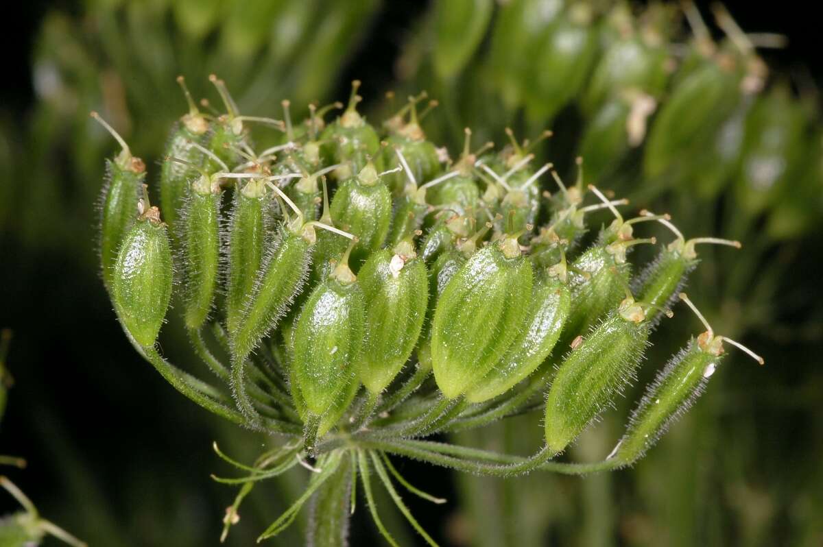 Image of Mantegazzi's Cow-Parsnip