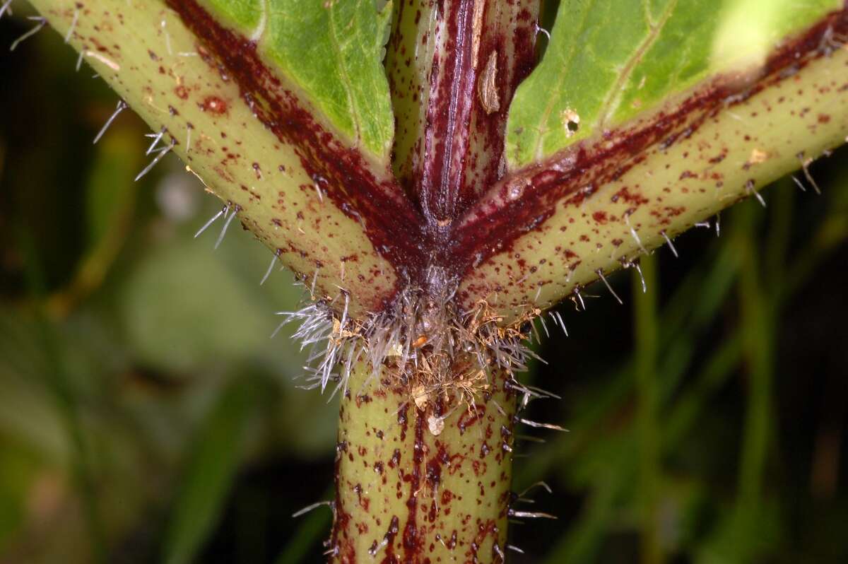 Image of Mantegazzi's Cow-Parsnip