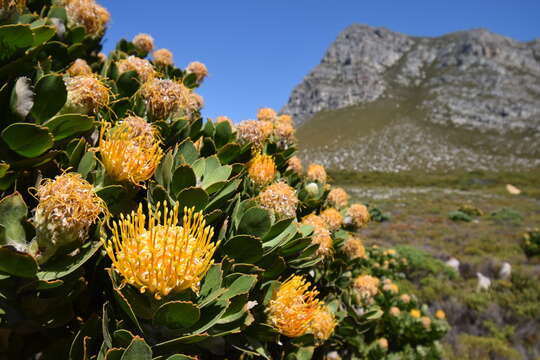 Image of Leucospermum conocarpodendron subsp. viridum Rourke