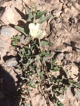 Image of arrowleaf mallow