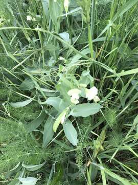 Image of Cyprus-vetch