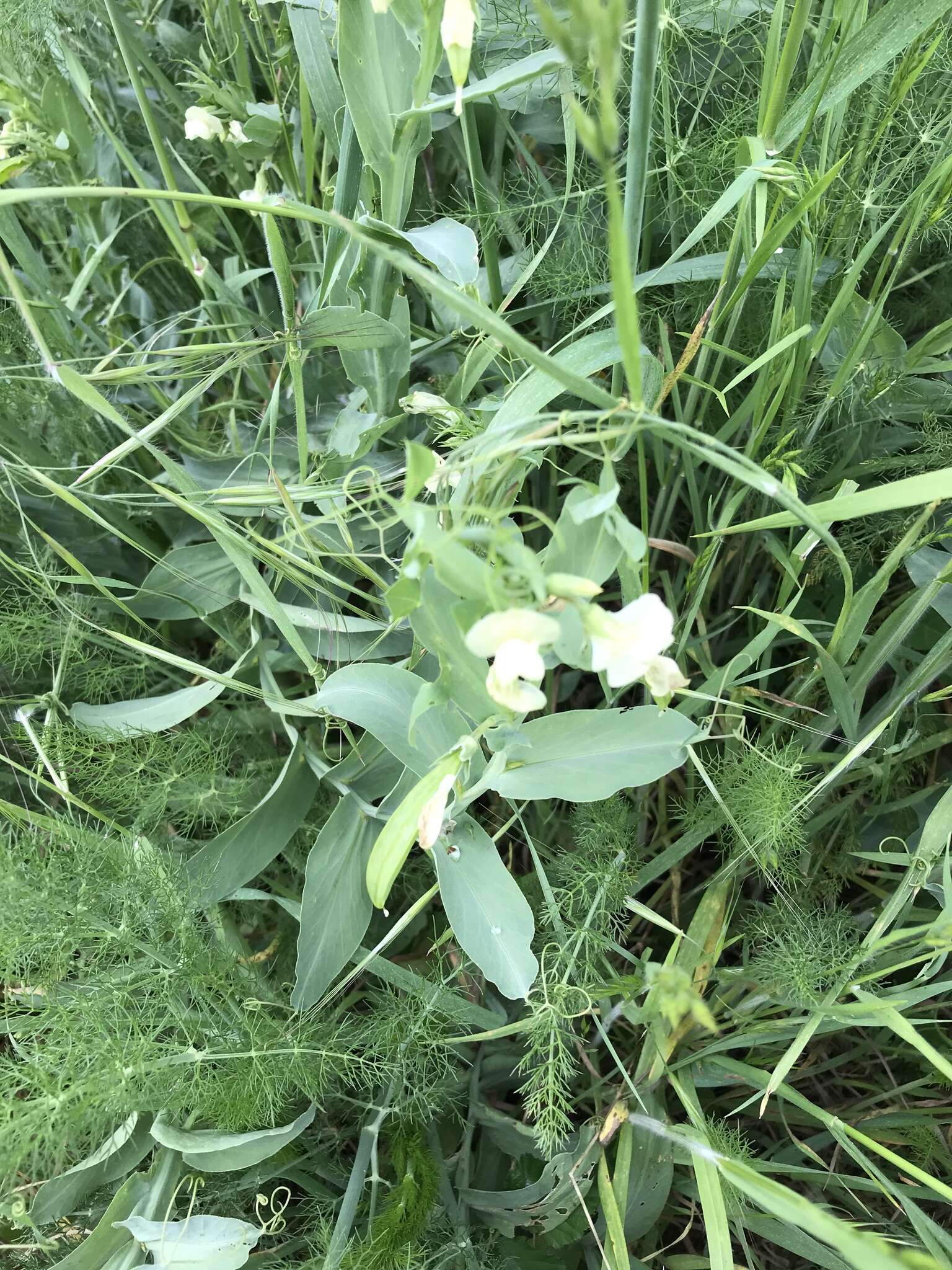 Image of Cyprus-vetch