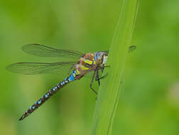 Image of Migrant Hawker