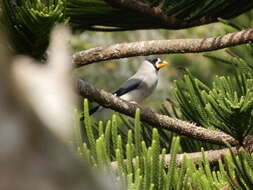 Image of Japanese Grosbeak